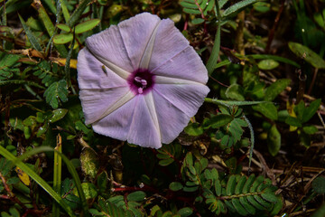 natural photography of purple flowers