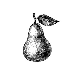Hand drawn sketch fruit pear. Eco food background. Vector illustration