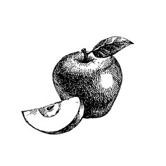 Hand drawn sketch fruit apple. Eco food background. Vector illustration