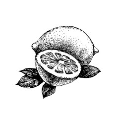 Hand drawn sketch fruit lemon. Eco food background. Vector illustration - 703206445