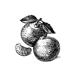 Hand drawn sketch fruit mandarin. Eco food background. Vector illustration - 703206447