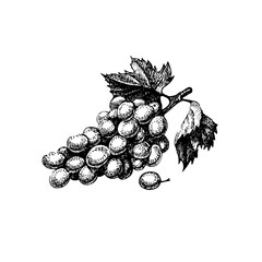 Hand drawn sketch fruit grape. Eco food background. Vector illustration - 703206456