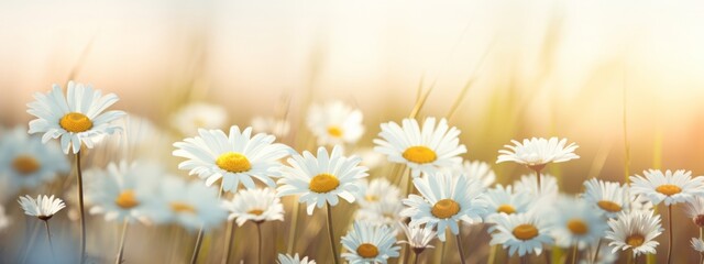 daisies flower horizontal background wallpaper. spring summer and nature concept