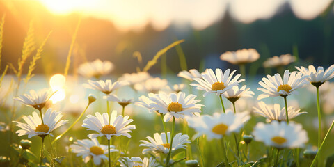 Daisies flower field blooming over sunlight summer landscape ,closeup view