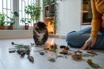 Curious cat sniffing natural object proposed by pet owner. Moss, twig, stone brought from park,...