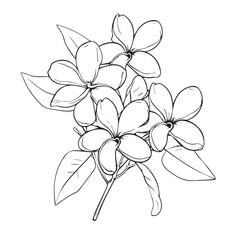 Flowers in Continuous Line Art Drawing 2d flat vector.