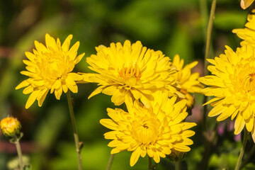 Bunch of yellow aster flowers. Flowering plant in autumnal garden