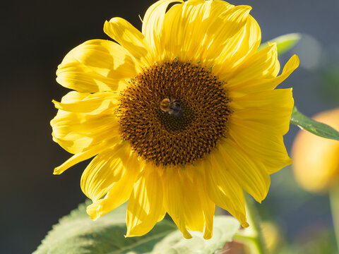 Close-up image of a bumblebee on a sunflower, flower pollen on a bee, no people, macro photography