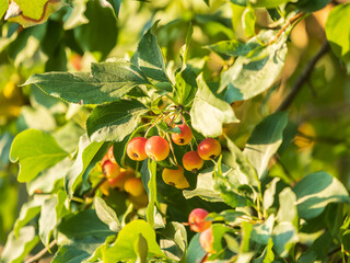 Bright red small wild apples among the yellow leaves in autumn.