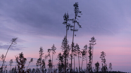 Twilight serenade: Slender trees stand tall against a lavender sky in a tranquil forest. The gentle close of day brings a soft, pastel sunset, casting slender shadows.
