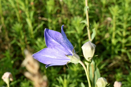 Bell flower in drops of dew.
