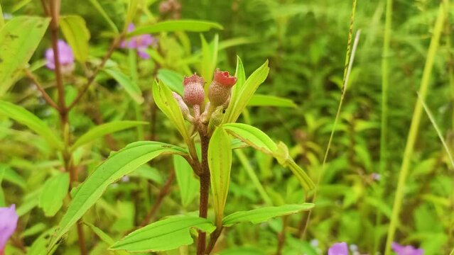 Purple Malabar Melastome Flower 4k