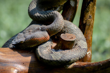 Trimeresurus puniceus snake, also known as Ular Bandotan Puspo closeup on wood, Trimeresurus puniceus closeup with isolated background
