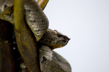 Trimeresurus puniceus snake, also known as Ular Bandotan Puspo closeup on wood, Trimeresurus puniceus closeup with isolated background