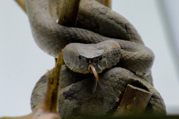 Trimeresurus puniceus snake, also known as Ular Bandotan Puspo closeup on wood, Trimeresurus puniceus closeup with isolated background