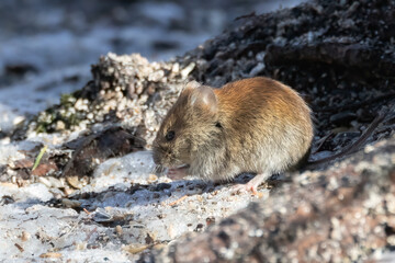 Bank vole