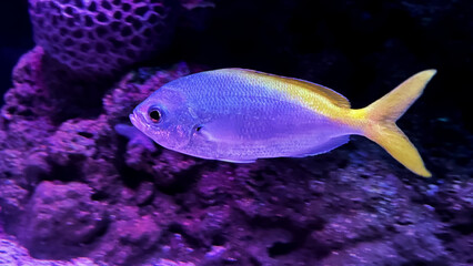 Fish freshwater undersea in aquarium.