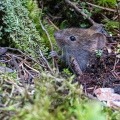 Bank vole