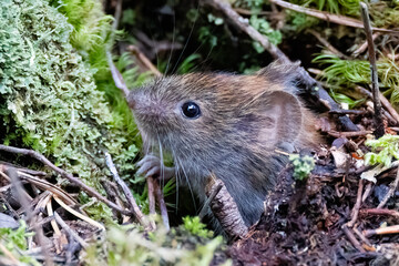 Bank vole