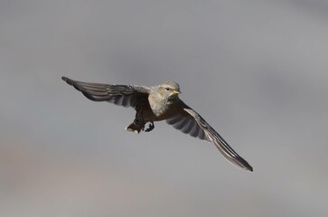 Graceful Approach of a Alpine Accentor.