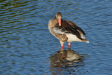 Graugans bei einer Rast in der Abendsonne  © Karin Jähne