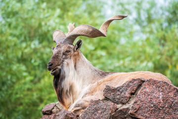 Close-up portrait of Markhor, Capra falconeri, wild goat native to Central Asia, Karakoram and the...