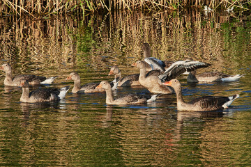 Graugans Familie im Sommer am Anklamer Stadtbruch in der Abendsonne	
