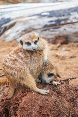 Fototapeta premium A group of cute meerkats. Meerkat Family are sunbathing.