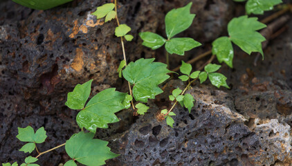 Ivy with green leaves growing on stones. Parthenocissus tricuspidata