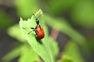 Trachelophorus giraffa is a red beetle.
