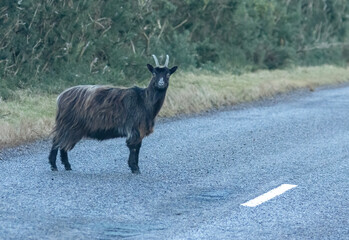 Wild scottish mountain goat in remote Scotland