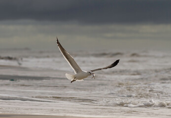 Gaivota