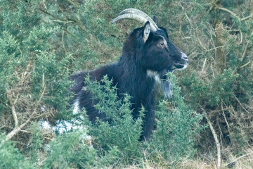 Wild scottish mountain goat in remote Scotland