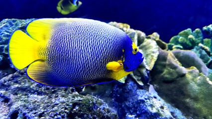 Colorful fishes freshwater undersea in aquarium.