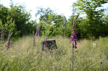 Closeup Digitalis purpurea known as foxglove with blurred background in summer forrest