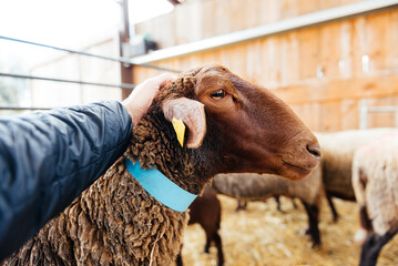 Crop of hand caressing brown sheep