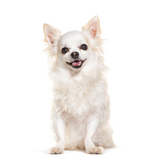 Obraz premium Cute white Chihuahua panting anf looking at the camera, isolated on white