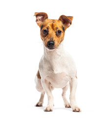 Front view of a Standing Tricolor Jack Russell Terrier looking at the camera, Isolated on white