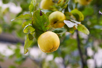 Ripe quince hanging from a green tree branch in the garden