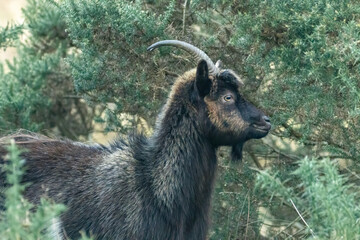 Wild scottish mountain goat in remote Scotland
