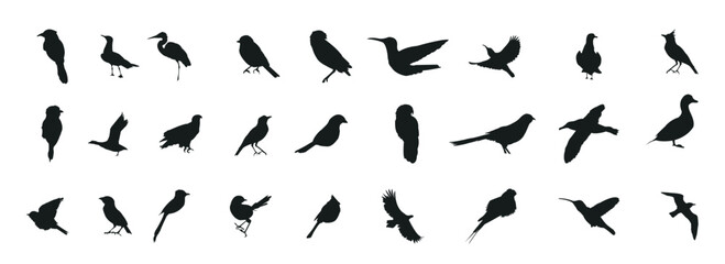 Bird silhouette collection. Birds of prey vector silhouettes collection. Black bird silhouette collection. Set of black bird silhouette isolated - obrazy, fototapety, plakaty