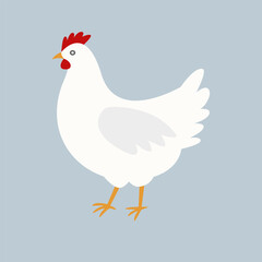 White chicken, vector illustration of hen.