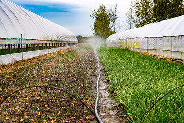 Scenic view of green plants growing in a greenhouse