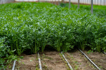 Scenic view of green plants growing in a greenhouse