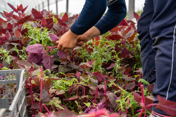 Fototapeta premium Closeup of a person working in a greenhouse, harvesting plants