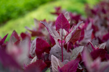 Scenic view of herbs growing in a greenhouse