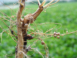 Nitrogen-fixing bacteria on legume roots close-up in natural conditions