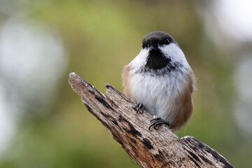Siberian tit