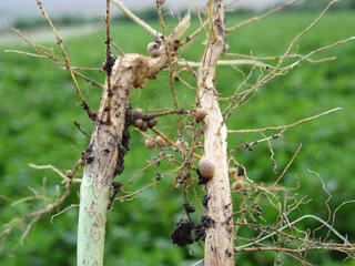 Nitrogen-fixing bacteria on legume roots close-up in natural conditions