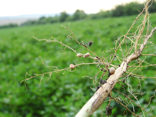 Nitrogen-fixing bacteria on legume roots close-up in natural conditions